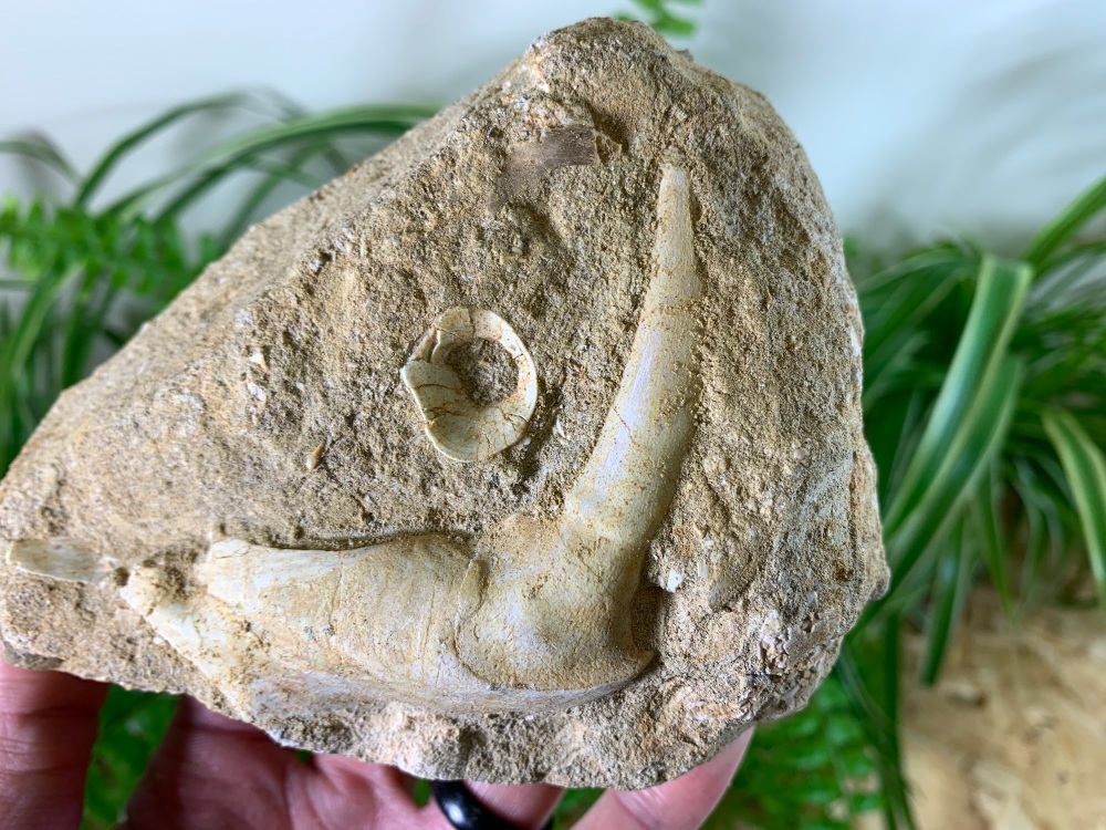 Enchodus Fish Jaw with Fang #03