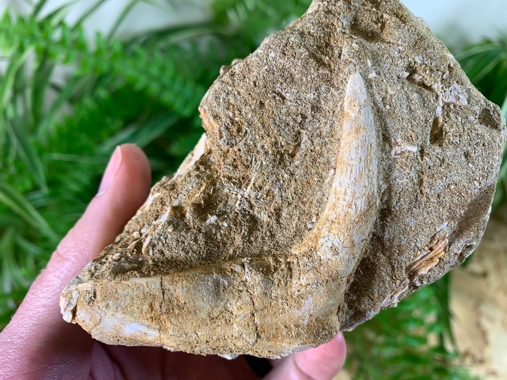 Enchodus Fish Jaw with Fang #04