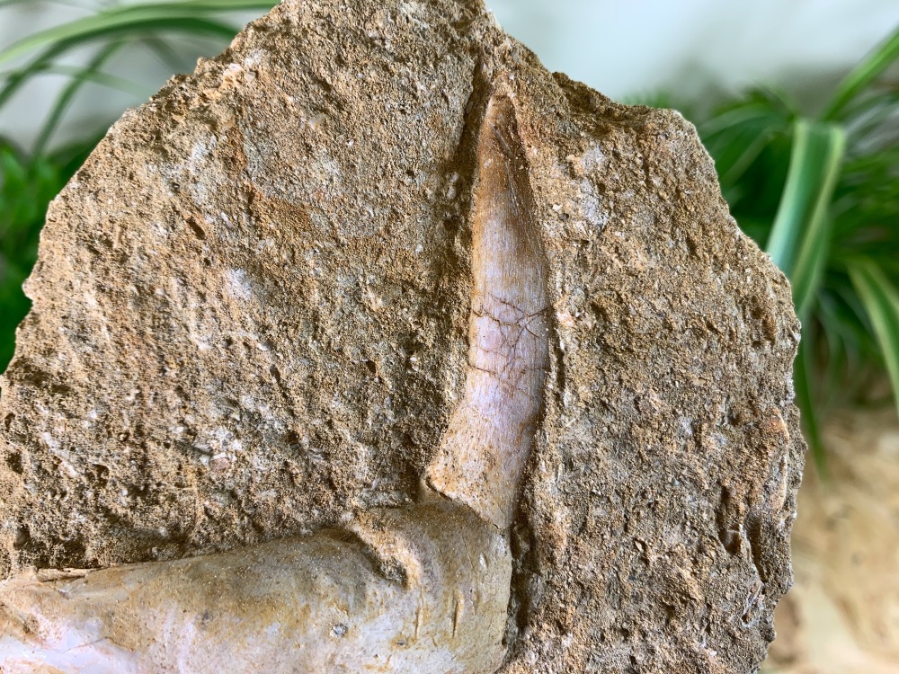 Enchodus Fish Jaw with Fang #05