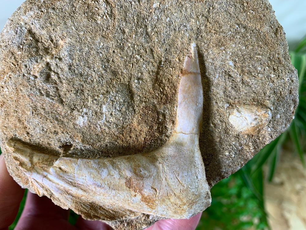 Enchodus Fish Jaw with Fang #06