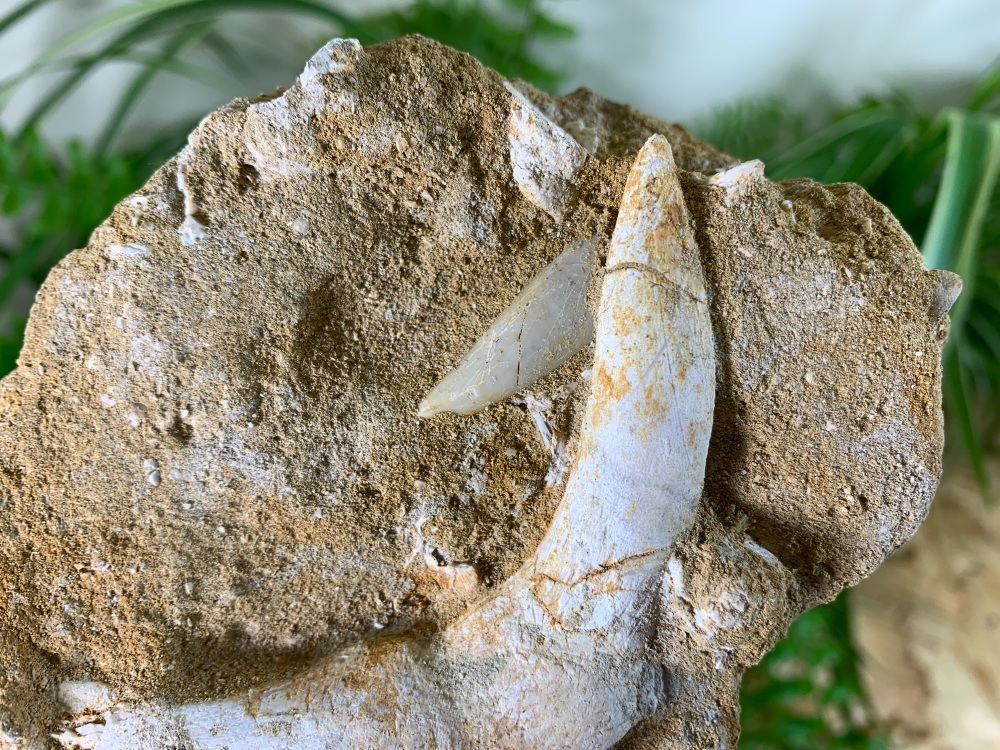 Enchodus Fish Jaw with Fang #07