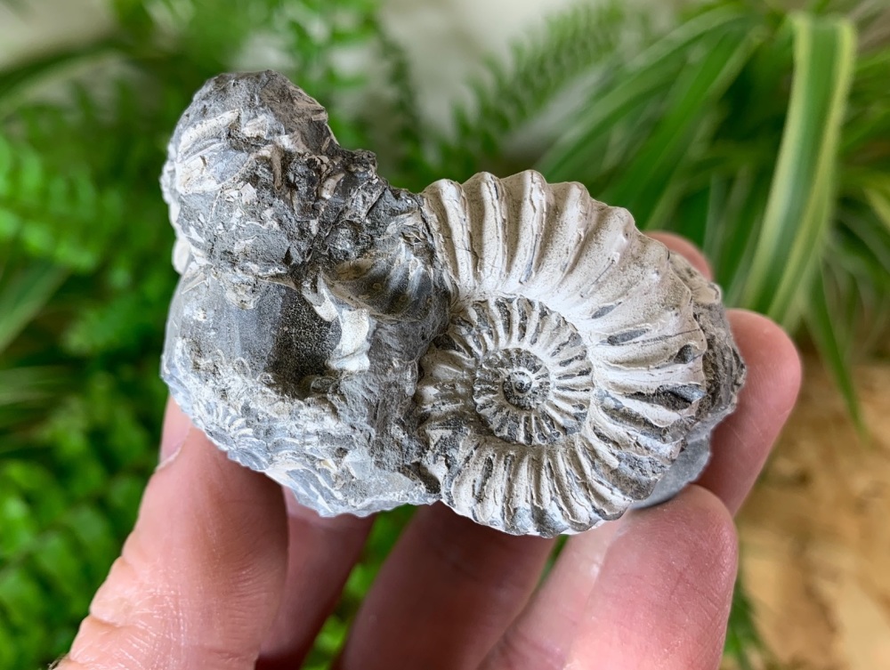 Ammonite (Bavaria, Germany) #03