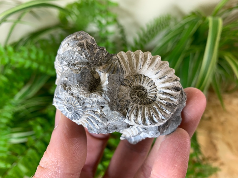 Ammonite (Bavaria, Germany) #03