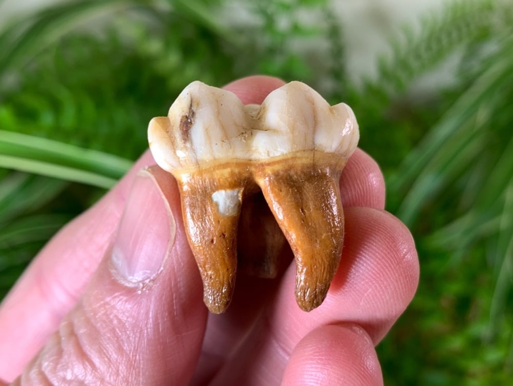 Ursus spelaeus Cave Bear Tooth (molar) #23