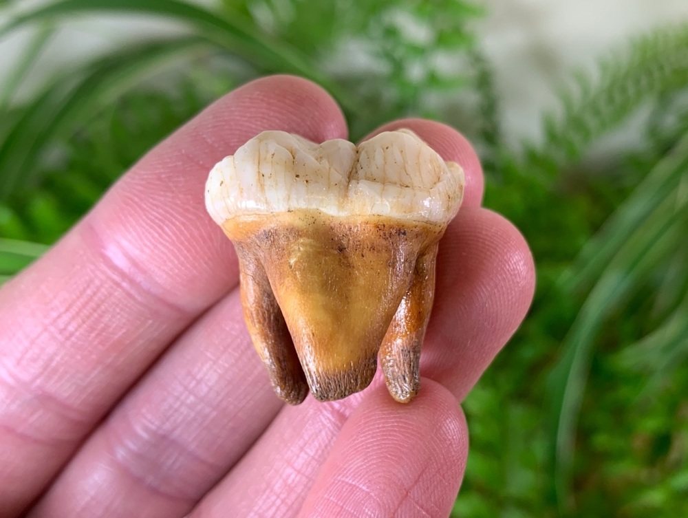 Ursus spelaeus Cave Bear Tooth (molar) #23