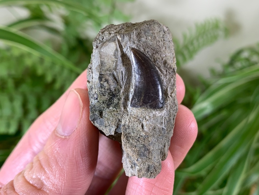 Theropod (Allosaurus) Tooth (Morrison Fm.) #01