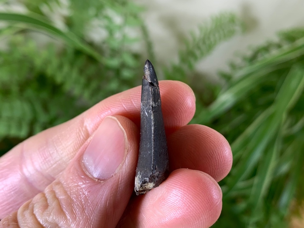 Allosaurus Tooth (Morrison Fm.) #02