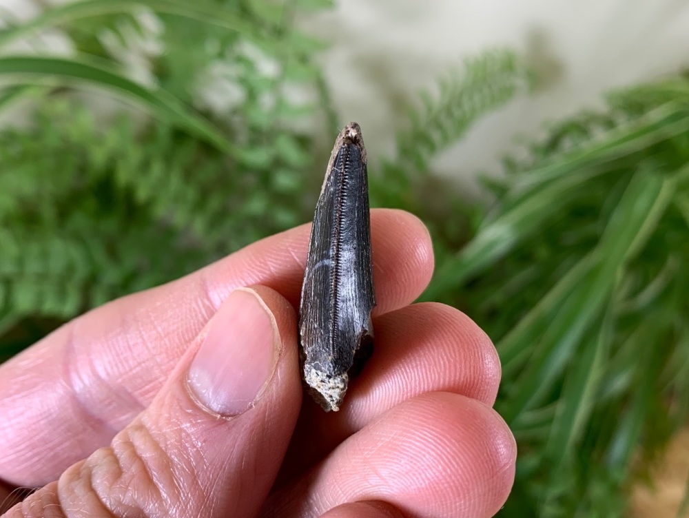Allosaurus Tooth (Morrison Fm.) #03