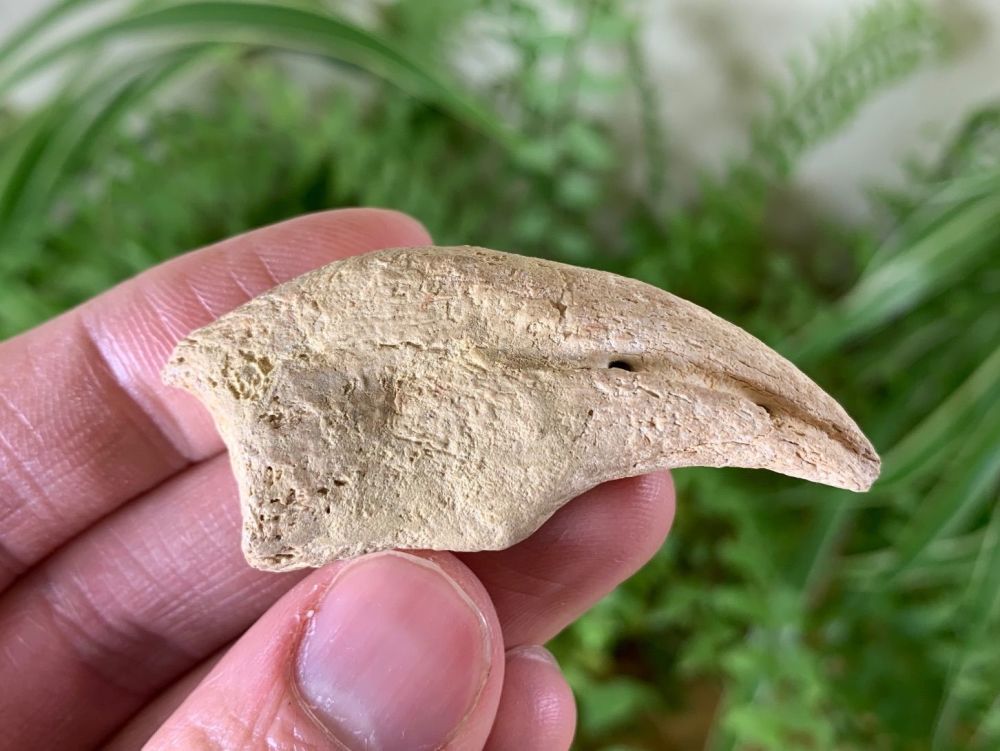 Gallimimus Claw (Nemegt Formation)
