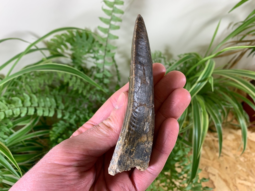 HUGE Carcharodontosaurus Tooth - 4.38 inch