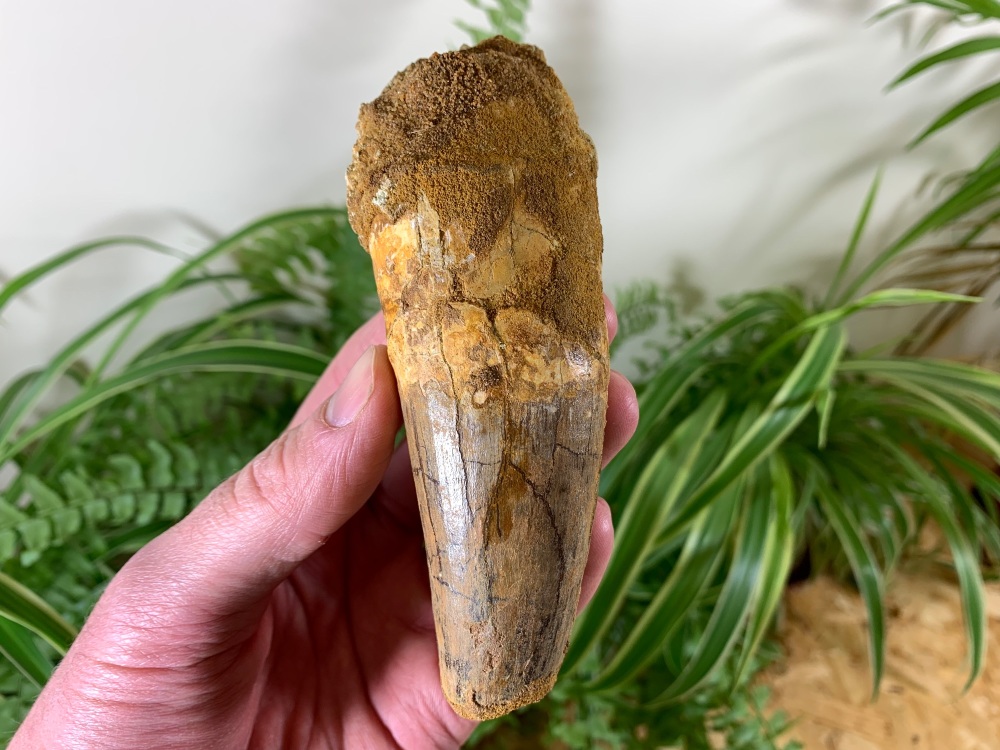 XL Spinosaurus Tooth - 4 inch #SP44