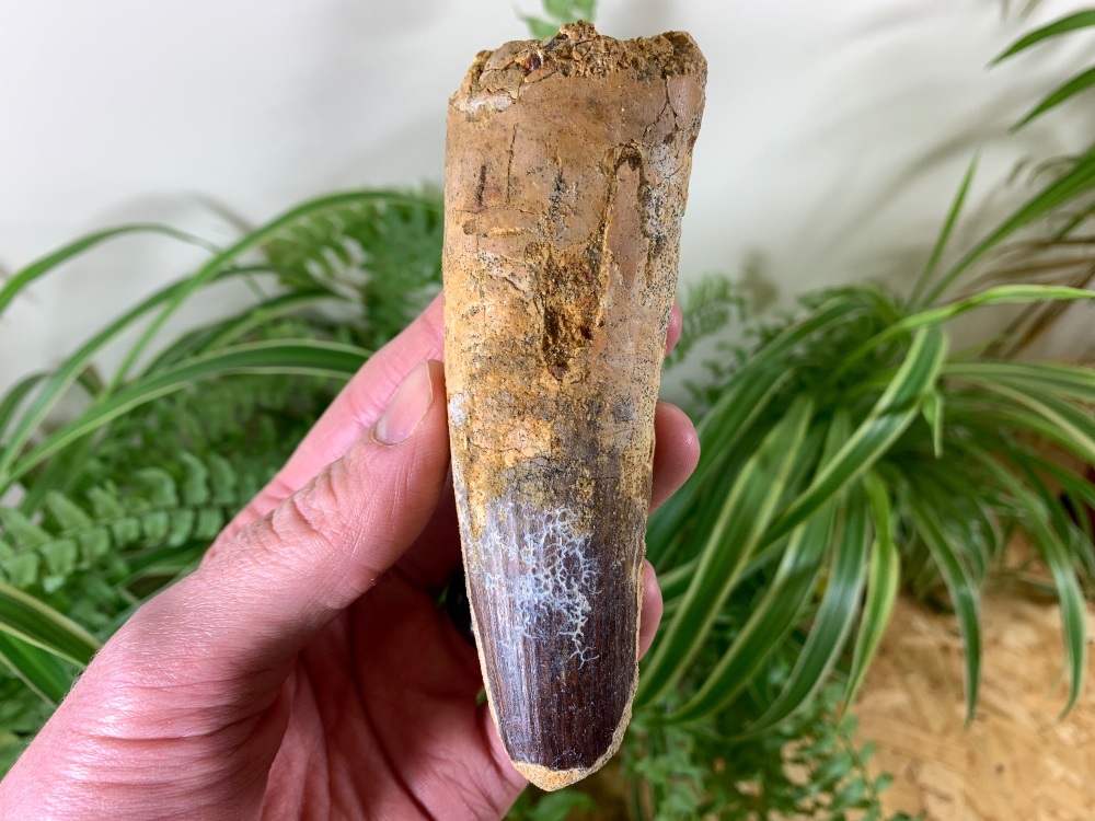 XL Spinosaurus Tooth - 4.75 inch #SP28