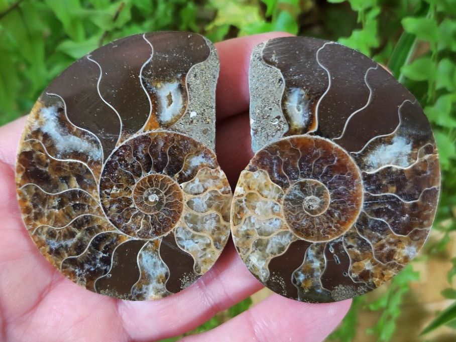 Cut & Polished Ammonite (pair) #7
