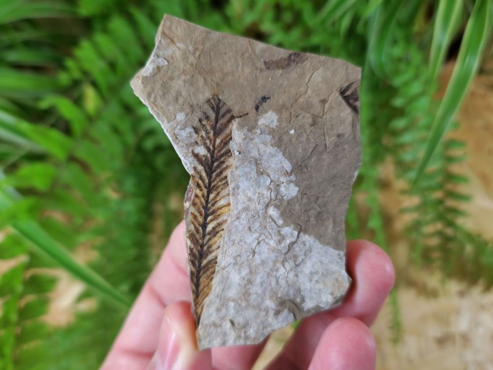 Fossil Leaf (British Columbia) #09