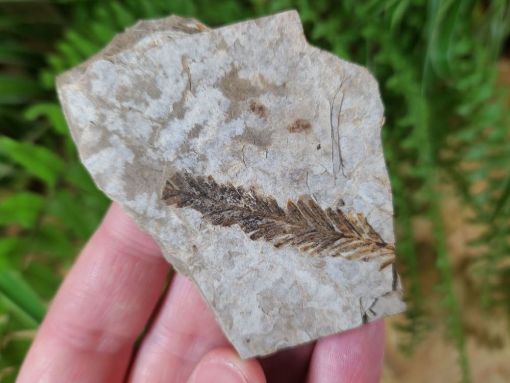 Fossil Leaf (British Columbia) #10