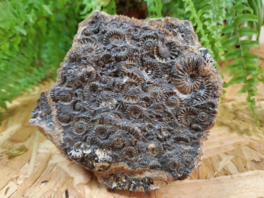 “Marston Marble" Ammonite Cluster #1