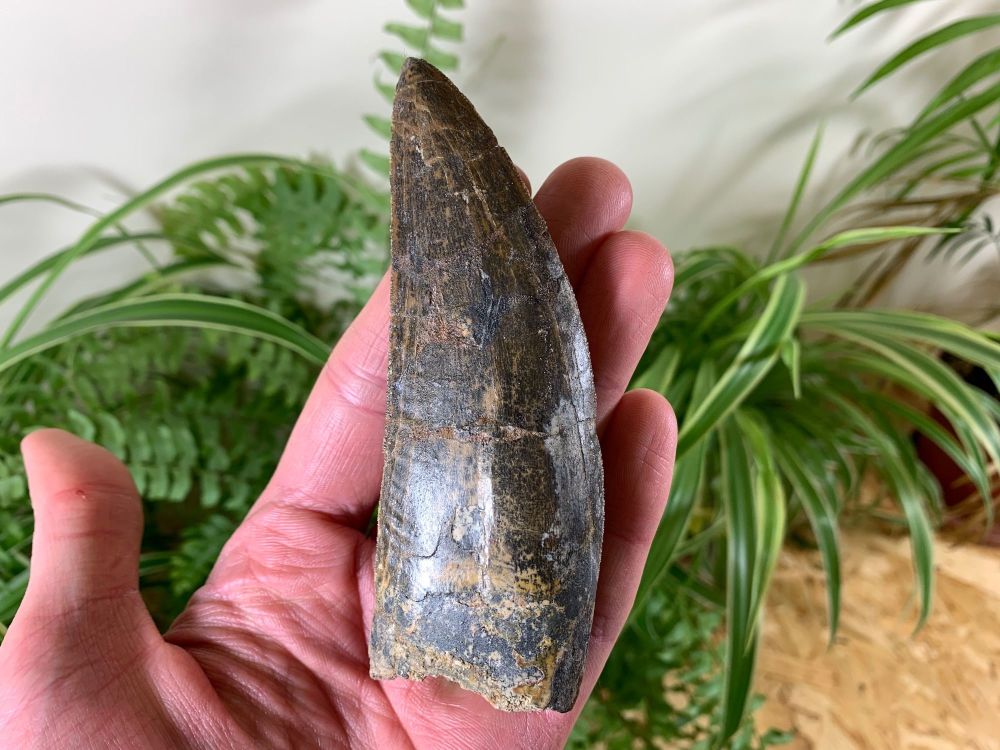 Dino Fossils UK Huge Selection of Fossils For Sale.