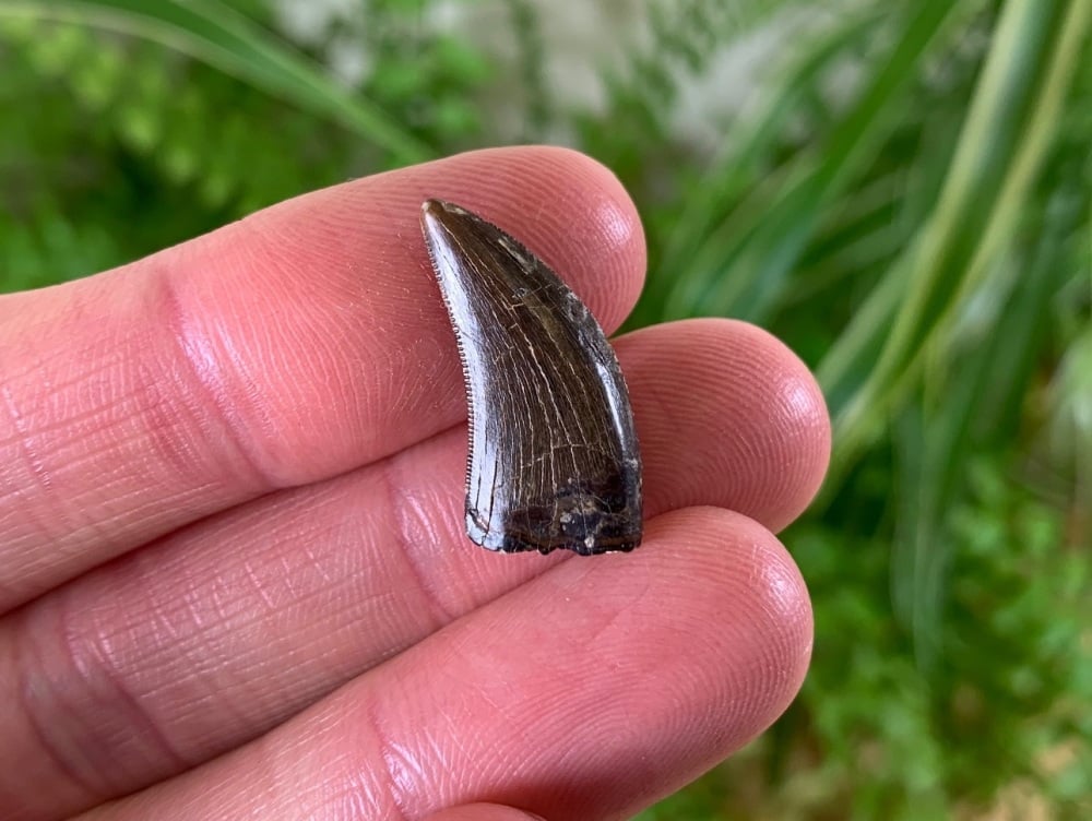 Nanotyrannus Tooth #01