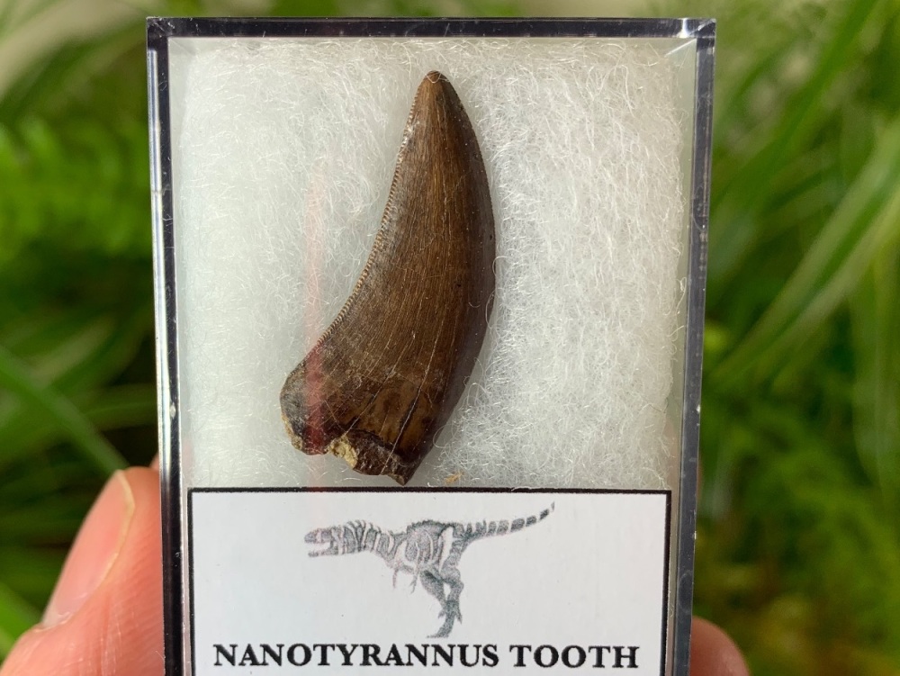 Nanotyrannus Tooth #02