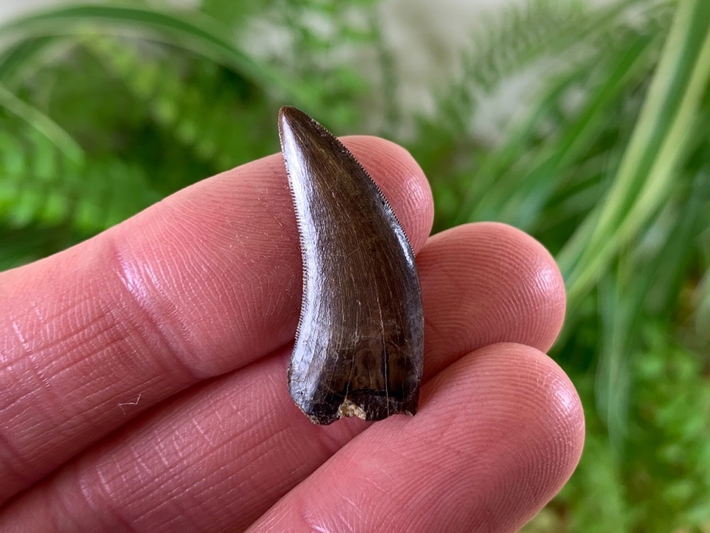 Nanotyrannus Tooth #02