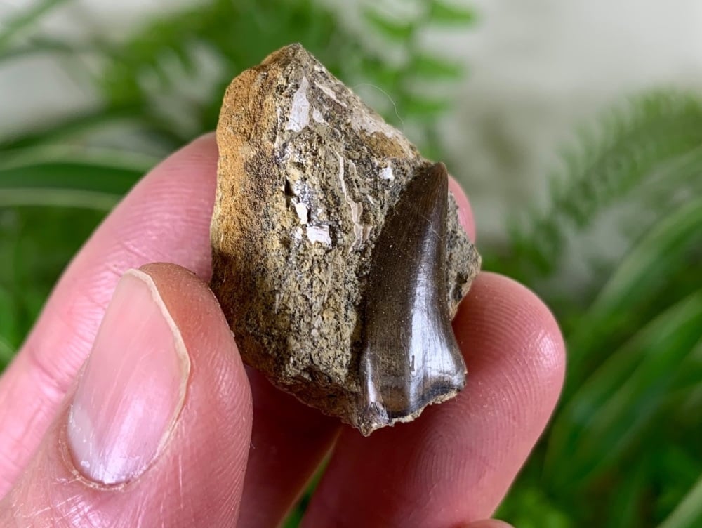Nanotyrannus Tooth on Matrix #04