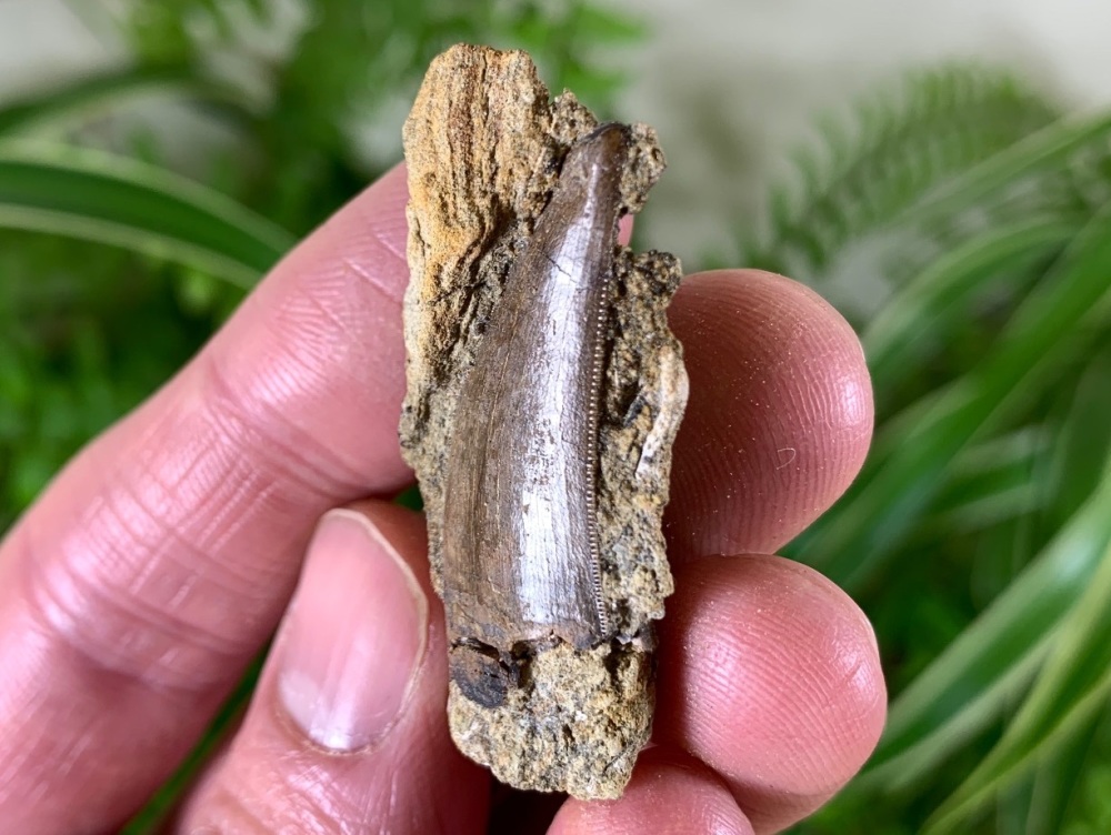 Nanotyrannus Tooth on Matrix #05