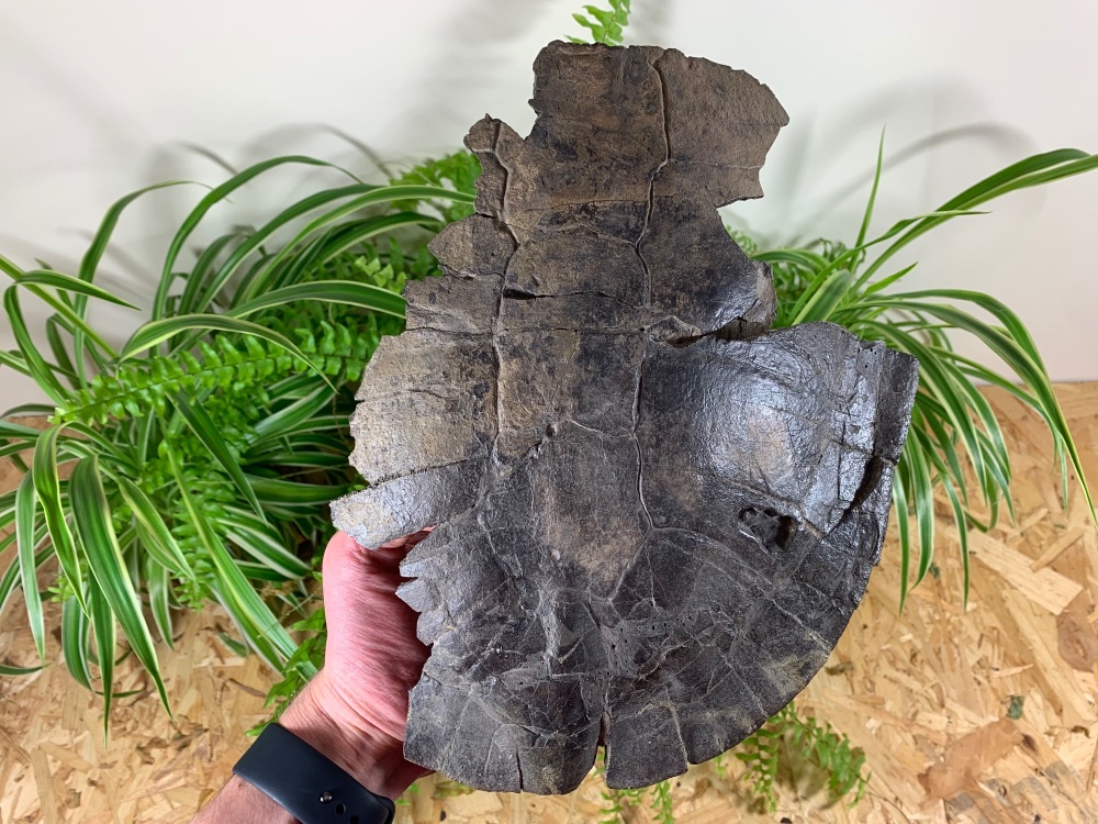 Eocene Turtle Shell (Guangdong Province)