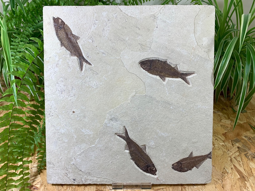 Fossil Fish Multi-Plate, Green River Formation #01