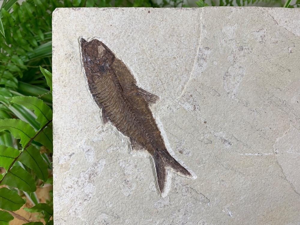 Fossil Fish Multi-Plate, Green River Formation #01