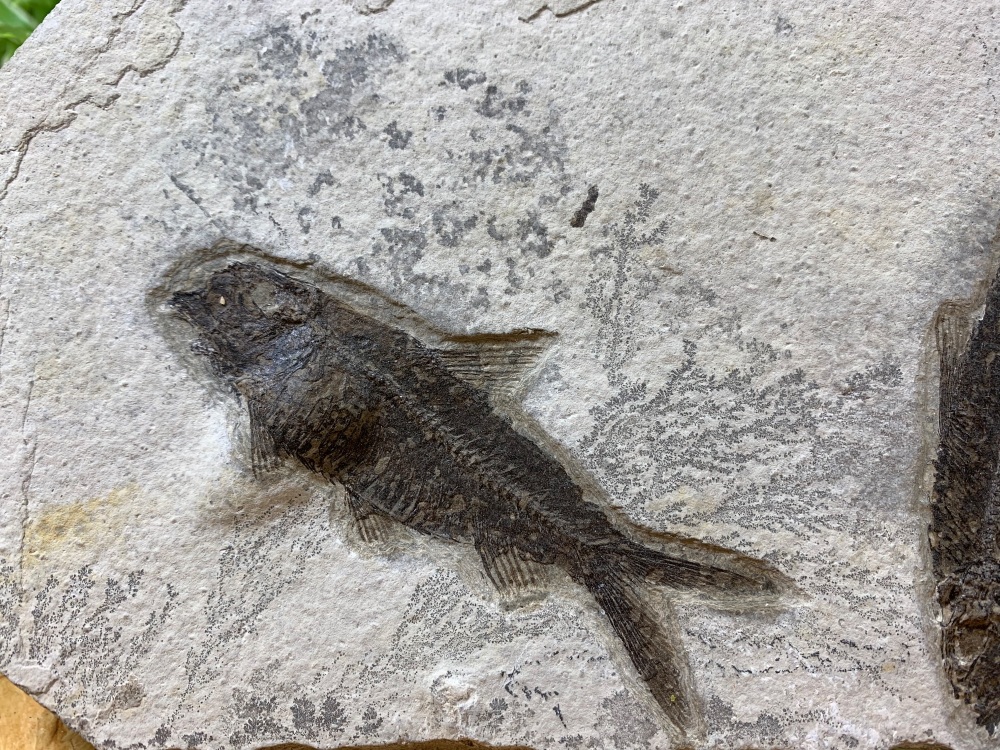 Fossil Fish Multi-Plate, Green River Formation #02