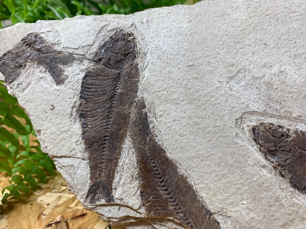 Fossil Fish Multi-Plate, Green River Formation #03