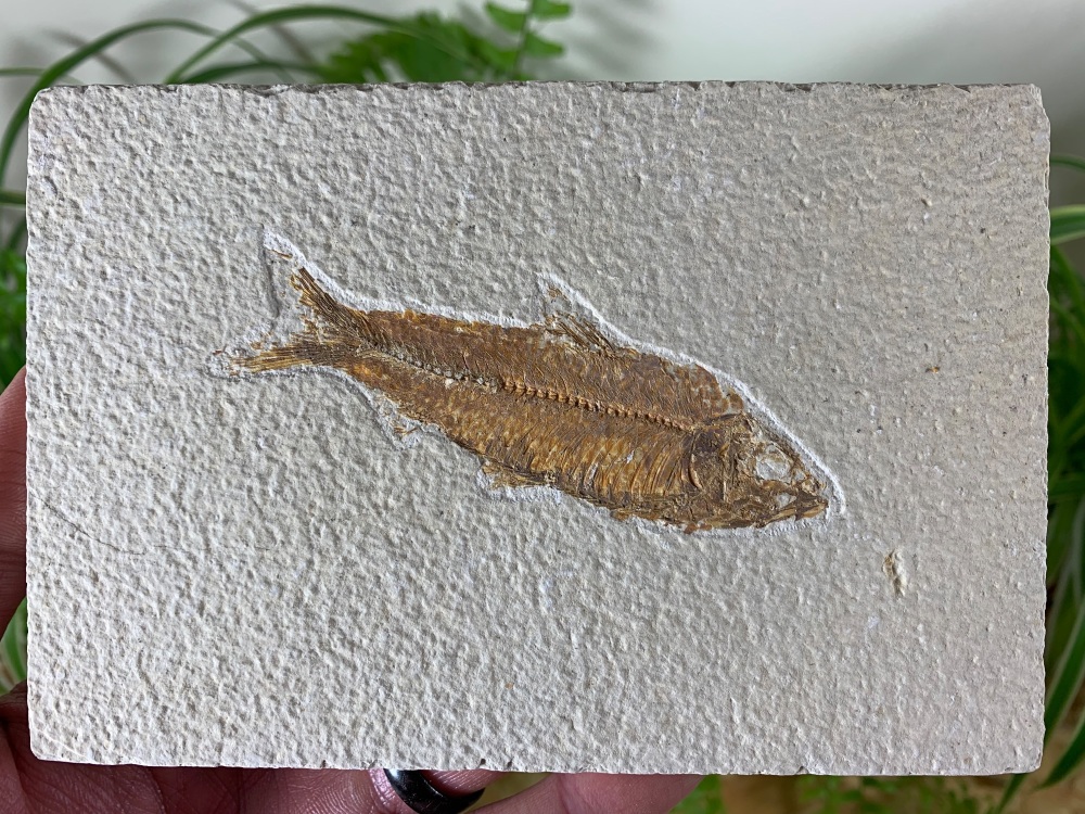 Fossil Fish, Green River Formation #08