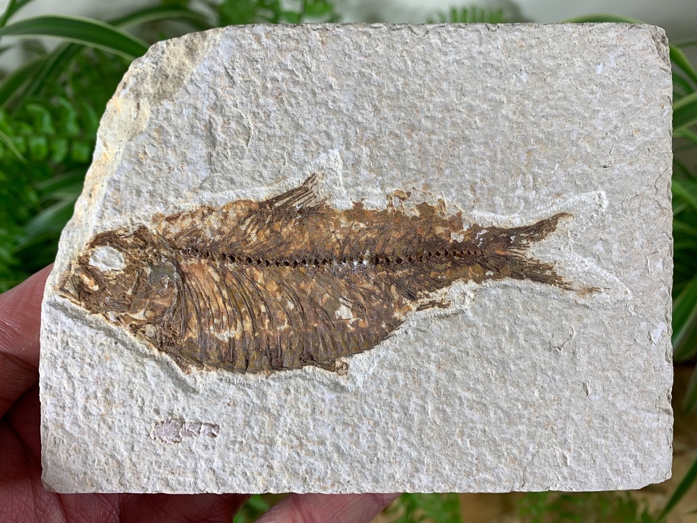Fossil Fish, Green River Formation #21