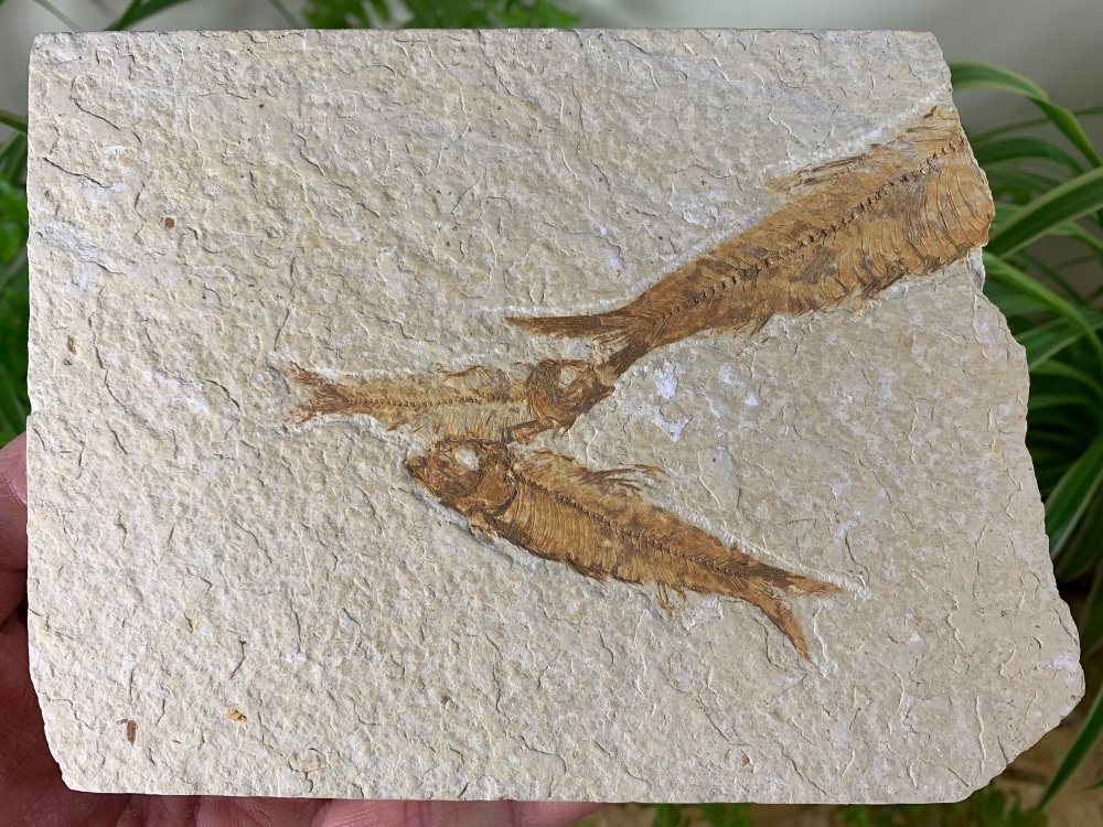 Fossil Fish, Green River Formation #25