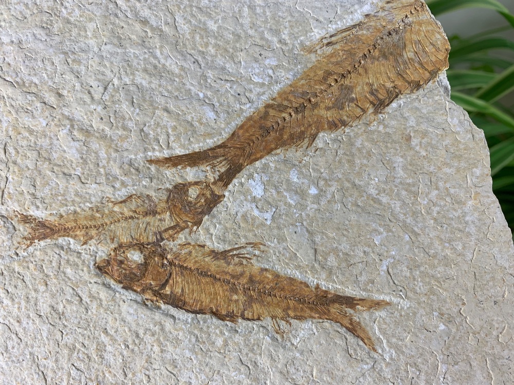 Fossil Fish, Green River Formation #25