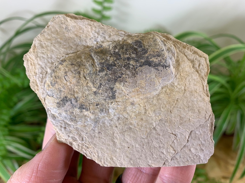 Coprolite (fossil dung), Green River Formation #01