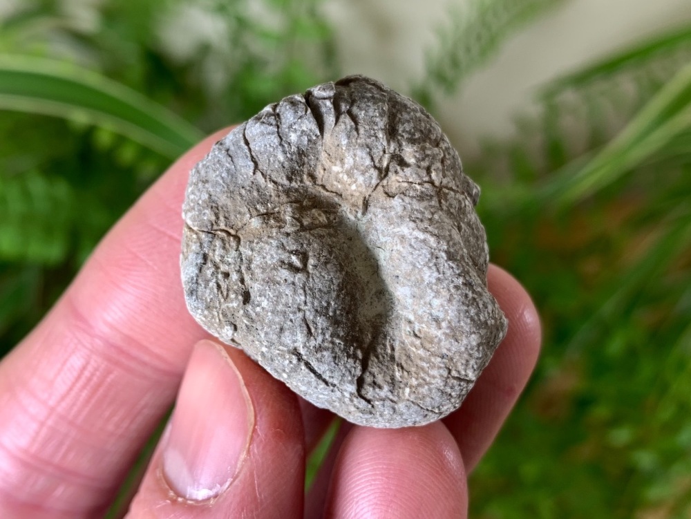 Coprolite (Fossil Dung), Two Medicine Formation #07