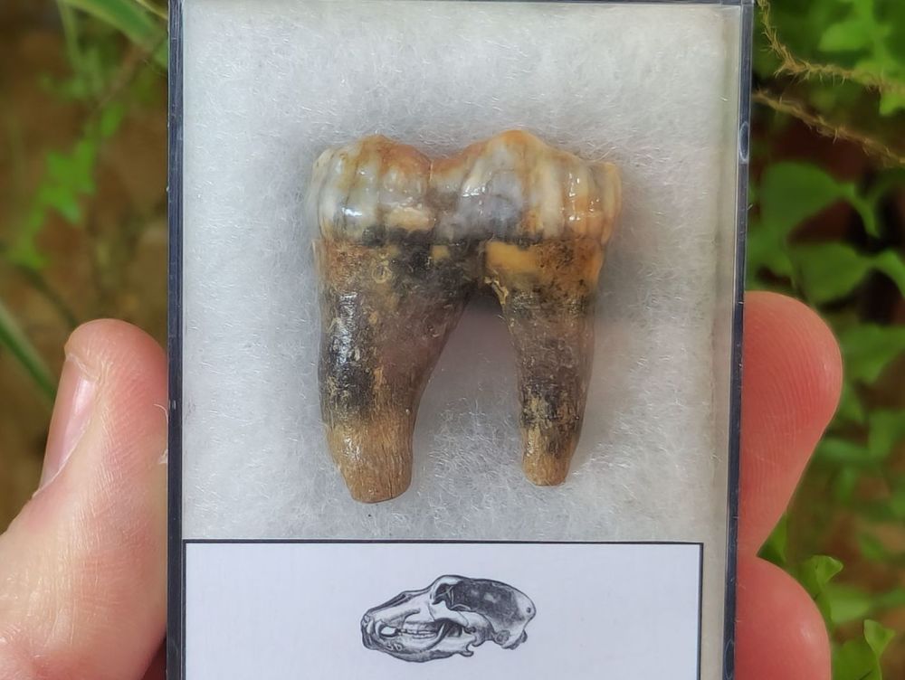 Ursus spelaeus Cave Bear Tooth (molar) #4