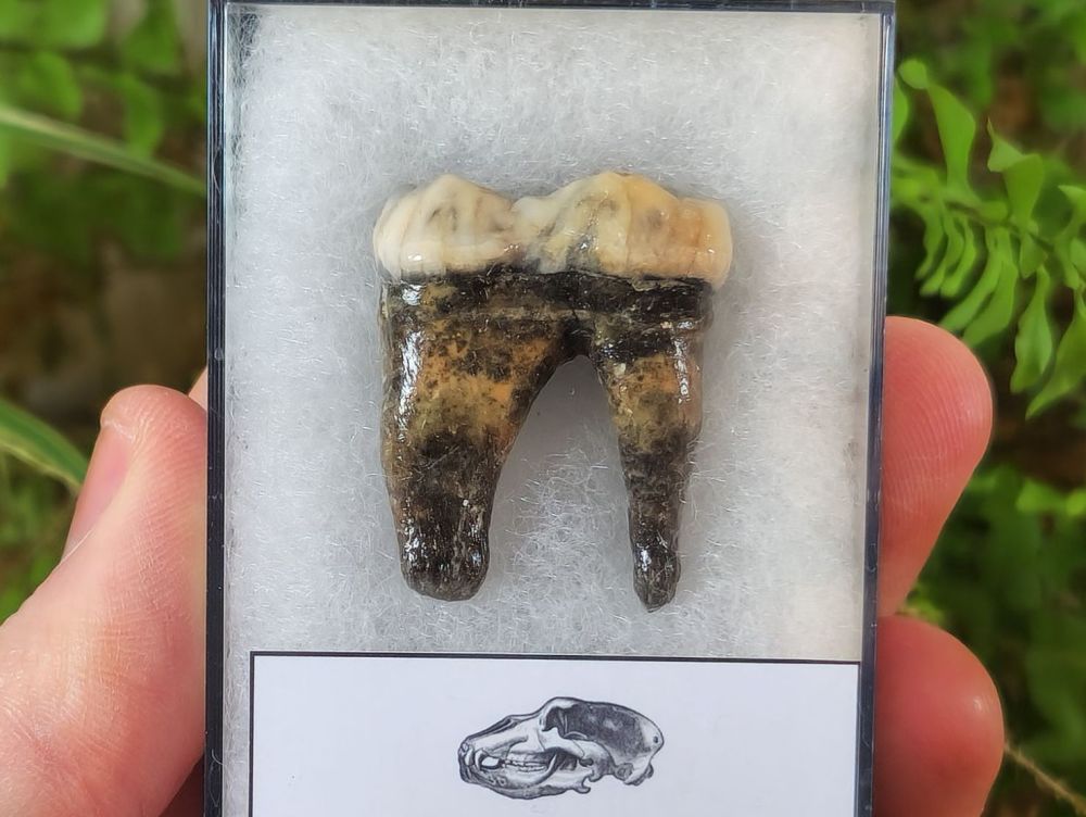 Ursus spelaeus Cave Bear Tooth (molar) #6