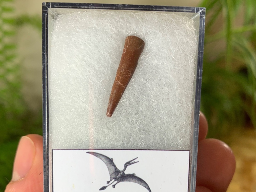 Pterosaur Tooth, Morocco #09