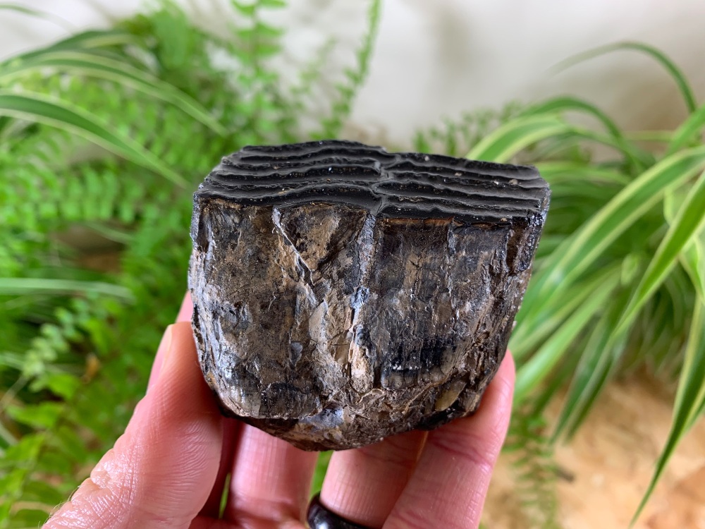 Woolly Mammoth Tooth (Partial) #01