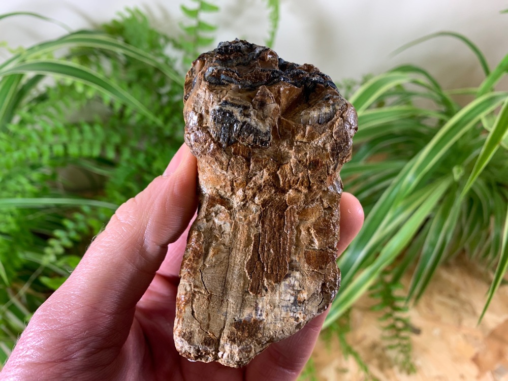 Woolly Mammoth Tooth (Partial) #02