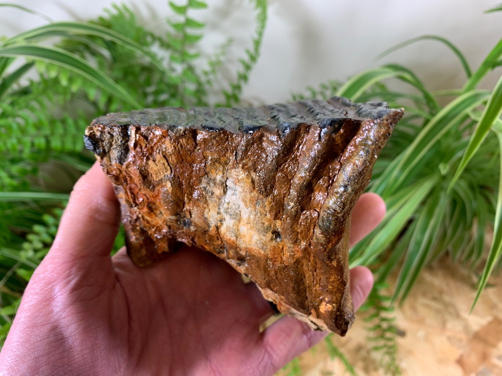 Woolly Mammoth Tooth (Partial) #03