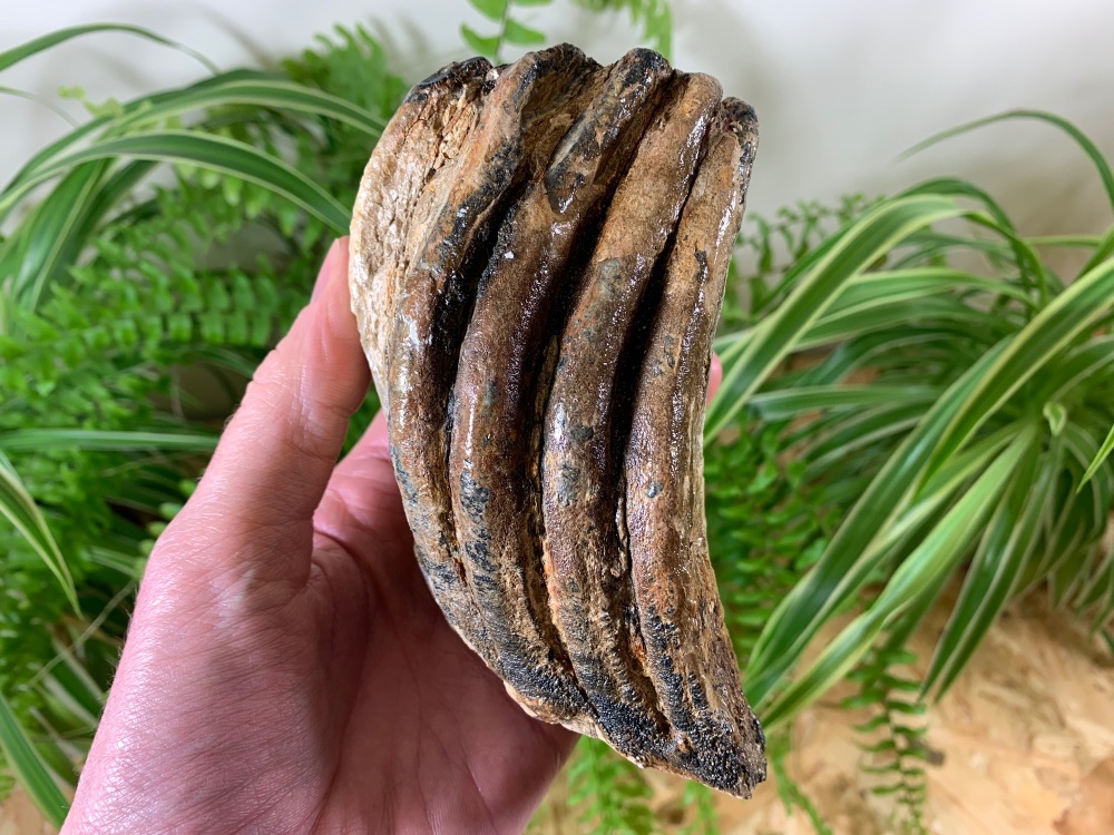 Woolly Mammoth Tooth (Partial) #04