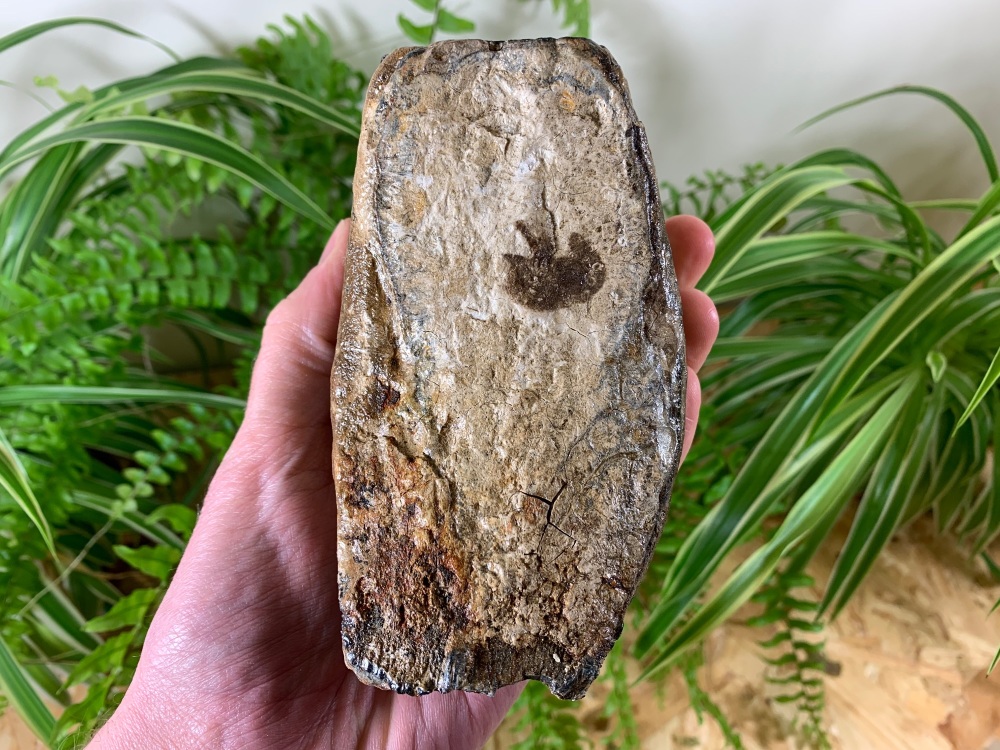 Woolly Mammoth Tooth (Partial) #04