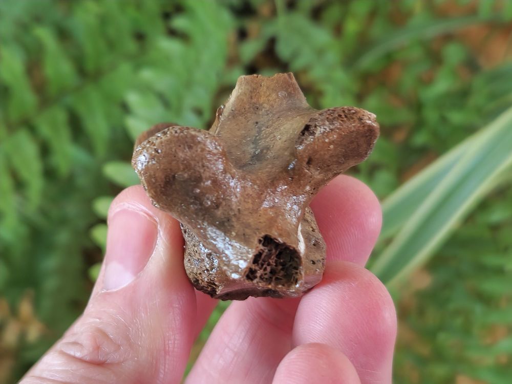 Seal Vertebra (North Sea) #01