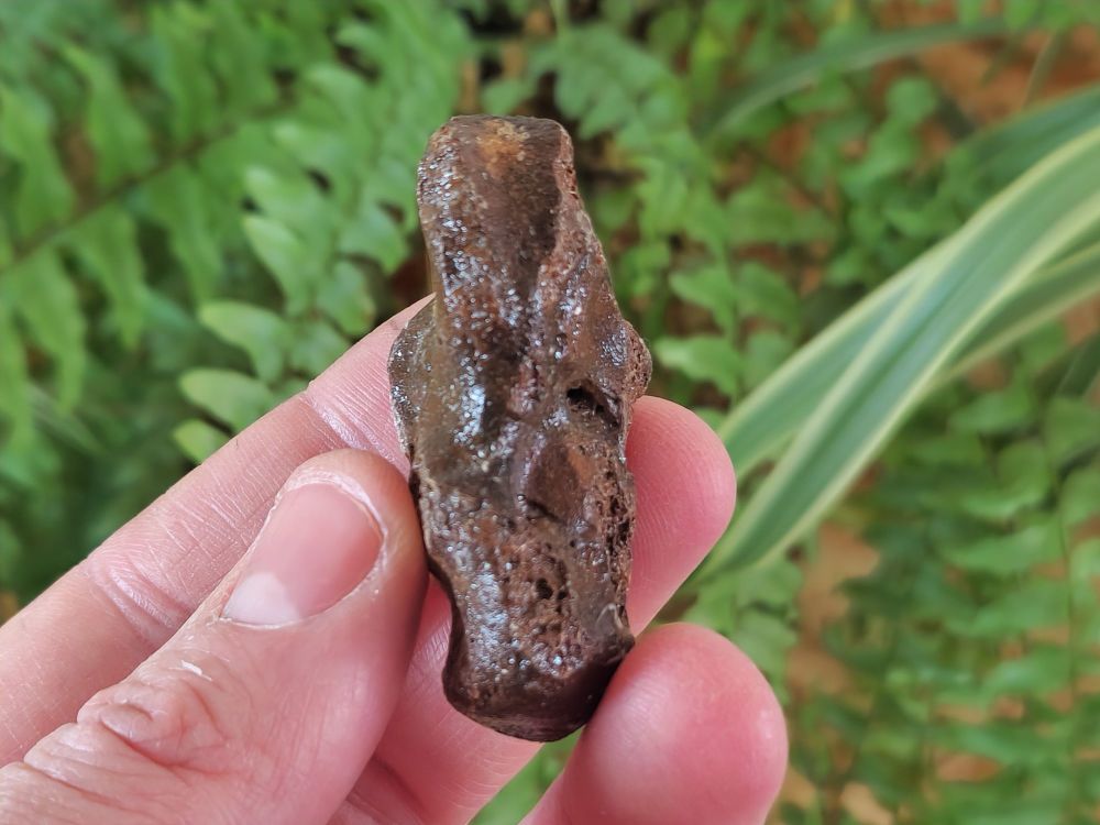 Seal astragalus/Ankle Bone (North Sea) #01