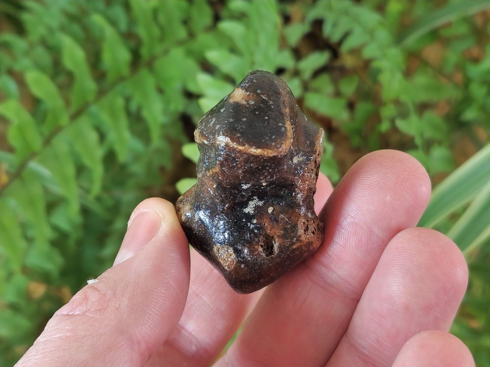 Seal astragalus/Ankle Bone (North Sea) #02