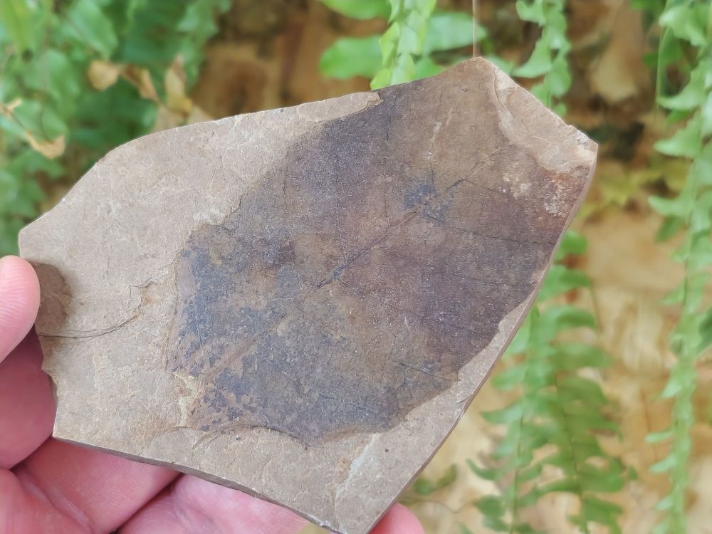 Fossil Leaf (British Columbia) #01