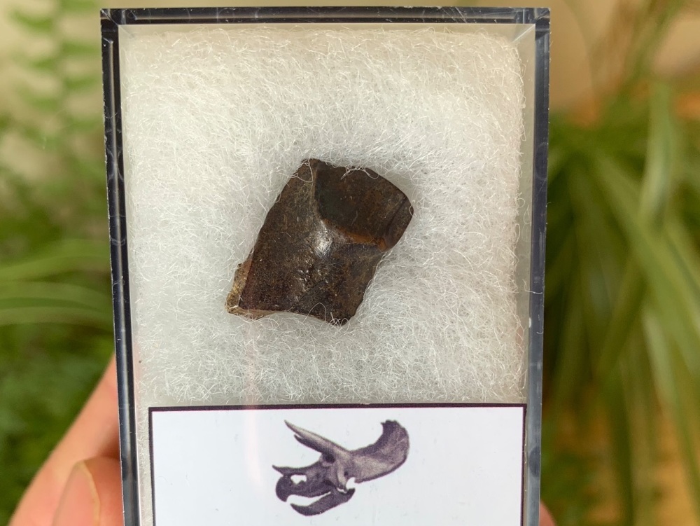 Triceratops Tooth #15